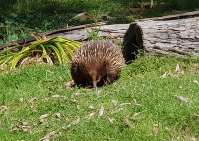 Echindna wildlife park Phillip Island