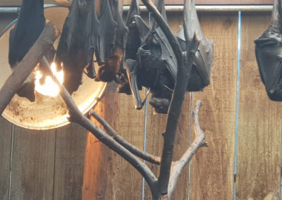 Flying foxes at Phillip Island wildlife park