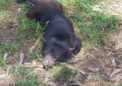 Tasmanian devil Phillip Island wildlife park