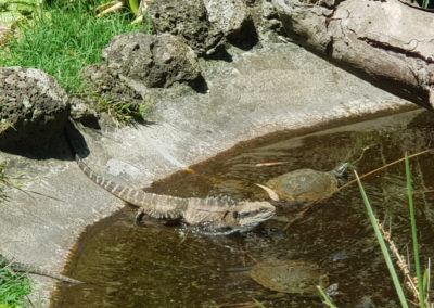 Dragon at wildlife park