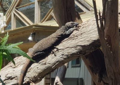 Phillip Island wildlife park