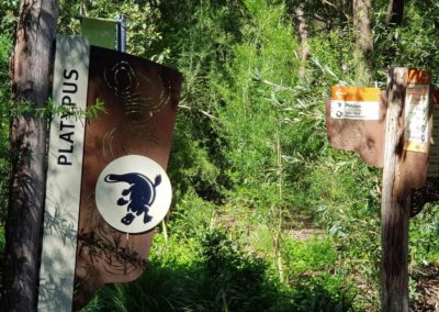 Platypus at Healesville