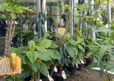 Fruit tree for sale at Rayner's Orchard