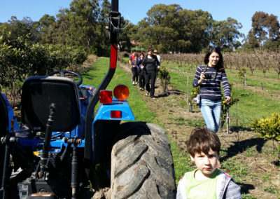 Fruit picking on Rayner's Orchard Tractor tour