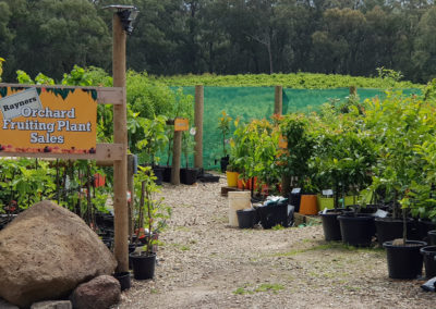 Orchard Fruiting Plant Sales