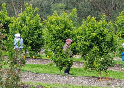 Fruit picking Rayner's Orchard