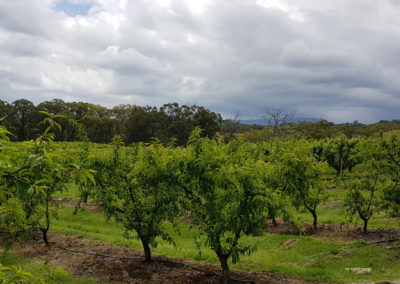 Trees in Yarra Valley