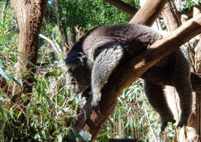Koala sleeping in tree