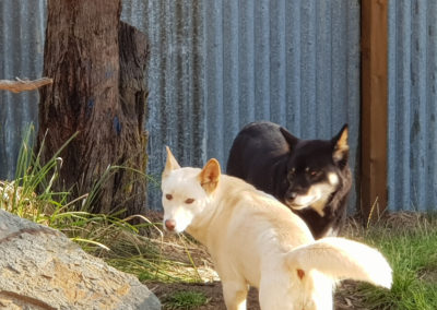 Dingo at Phillip Island wildlife park