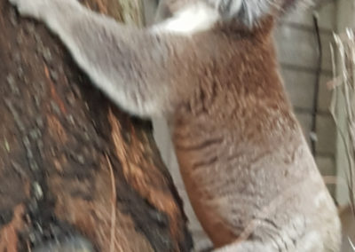 Koala in tree at YHA Apollo Bay