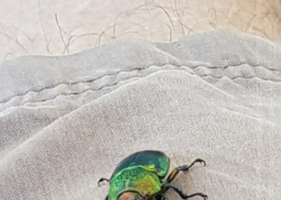 Friendly Bug on Great Ocean road