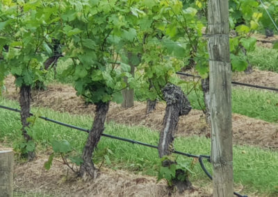 Grape Vines Yarra Valley