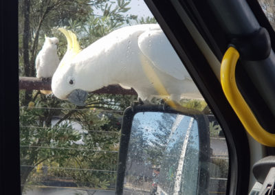 Parrot going for a drive