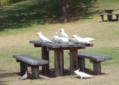 Parrots on table in Lorne