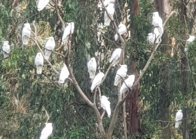 Parrots on great ocean road