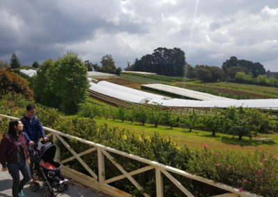 Fruit trees in the Yarra Valley