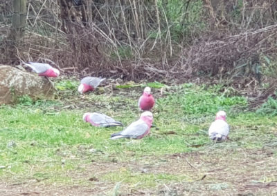 galah parrots