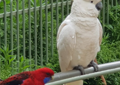 Parrots at Dandenong Ranges