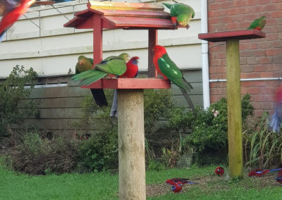 Parrots at Lavers hill Great Ocean Road