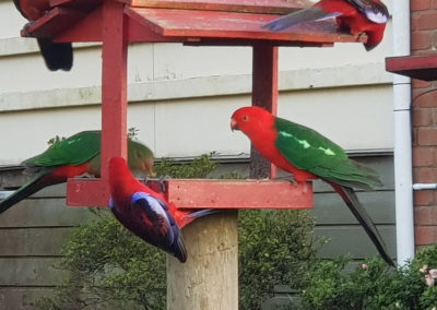 Parrots at Lavers Hill