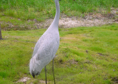 Bird At Ballarat wildlife park
