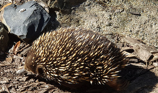 Healesville wild life sanctuary tour