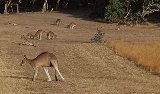 Kangaroos by Bells Beach on the Great Ocean Road