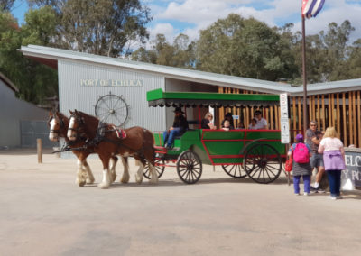 Horse in main street Echuca