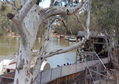 Many paddle steamer in Echuca