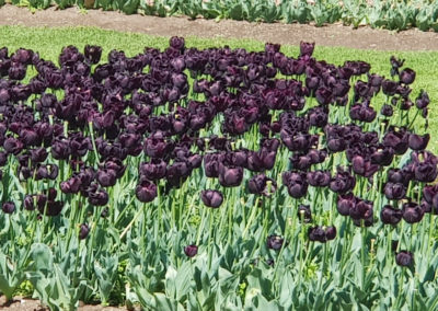 Black Tulips in Bendigo