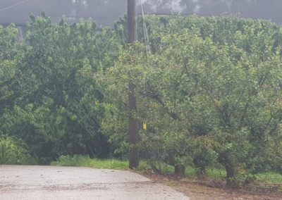 Cherry trees at Mornington Peninsula