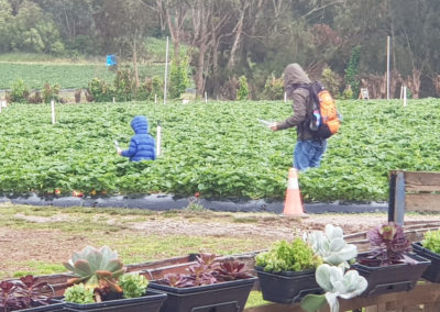 Picking strawberries