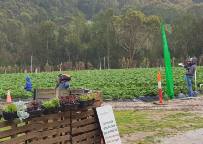 Strawberries picking
