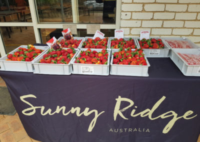 Sunny Ridge strawberry