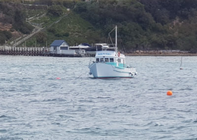 Swim with the Dolphins