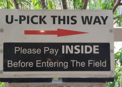 Fruit picking in Mornginton Peninsula