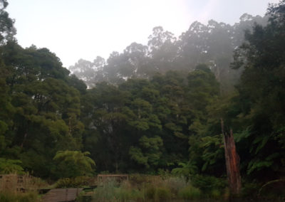 Lake Elizabeth forrest