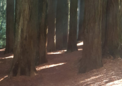 Redwood trees