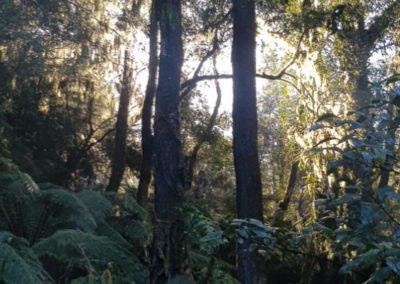 Hopetoun Falls vegatation