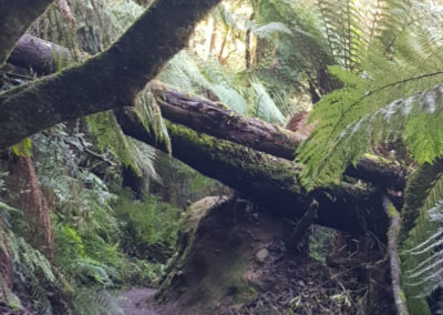 Hopetoun Falls ferns
