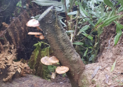 Mushroom at Hopetoun Falls