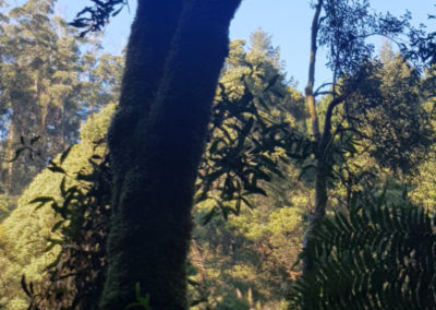 Trees Hopetoun Falls