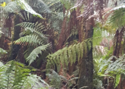 Walkway at Hopetoun Falls