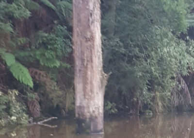 Looking for Platypus