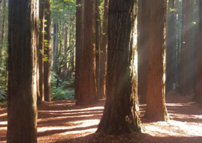 Plenty of Redwood Trees