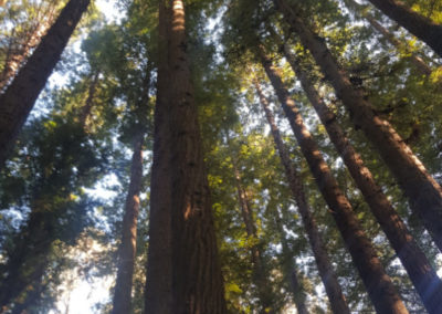 Redwood trees are very high