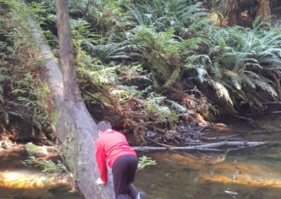 Falling redwood tree