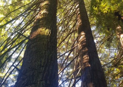 Redwood trees