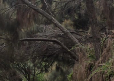 Walk to Sheoak falls