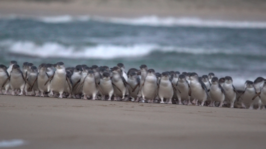 Penguin Parade Phillip Island Penguins coming out of ocean Phillip Island